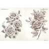 Libro 200 Rosas